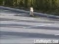 coolest dog ever