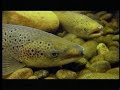 Margaree River Pt 1