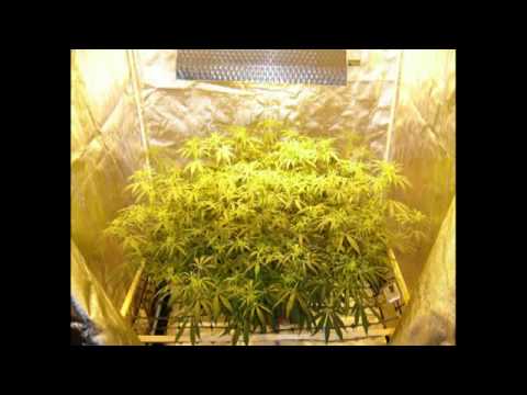 how to harvest tangerines
