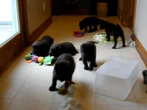 CHOCOLATE LAB PUPS 8 WEEK OLD ROCK ROLL PART 3