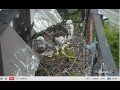 Click here to watch this video 05242012_620am EDT Cornell Red-Tailed Hawks