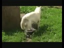 Witte Husky reu Ola