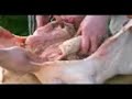 ten bird roast