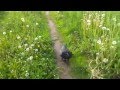 Raven jumps like a rabbit