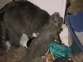\"Food Feud\" starring Mary the Iguana & Milo the Cat