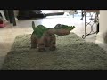 Adorable Dino (Pleo-isms)