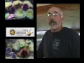 Sea Urchin Diver