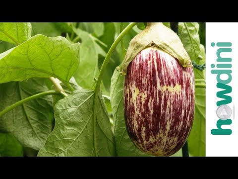 how to harvest eggplant