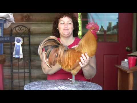 how to get a rooster to fertilize eggs