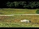 Flyte, JH Land Singles, GRCA Nat'l Specialty