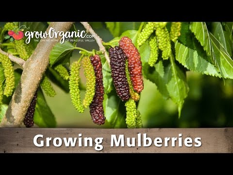 how to replant a mulberry tree