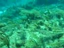 ocean swell, esmerelda dive site, belize