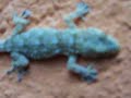 Tarentola mauritanica
