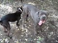 Seamus and Horatio