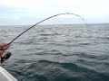 Seajay fishing Poole small eyed ray on a spinning rod Seajay fishing Poole small eyed ray on a spinning rod