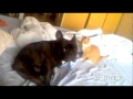 Video: Assassin Cat Takes Out Dog