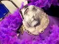 PetSmart Halloween Contest