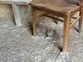 Farm Haven Kittens at play