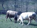 Luta touros-Serapicos-I