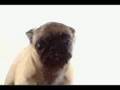 cute lil pug cleans your screen lol-sparta remix