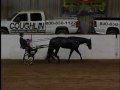 Skys Blue Boy, AQHA 17 Hand Gray Stallion Two Time Congress Champion 1997 Open High Point Hunter Under Saddle Stallion Sire of 100 World  Reserve World Championships Congress Champion  Reserve Championships Open, Youth, Amateur, Select Amateur and Novice Amateur AQHA, NSBA, APHA,...
