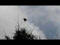 vogeltje gaat verzitten vogeltje gaat verzitten