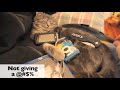 LOL. "How Single Cats Spend Valentine's Day" http://t.co/DC2kJjuV