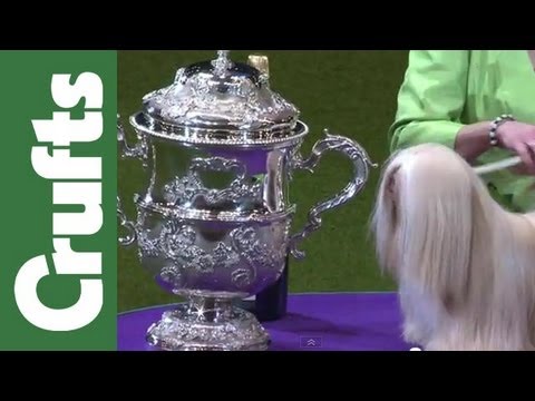 Crufts 2013 0 Crufts 2013