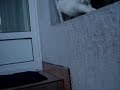 cat road time music cat road time music