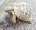 Schildi beim Poppen Schildi beim Poppen