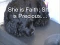 Cocker Spaniel Puppies 4 Sale: Kissimmee FL Cocker Spaniel Puppies 4 Sale: Kissimmee FL