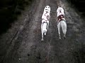 Dogging in Broxa Forest