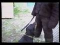 videos de Superdog Dan more protection training