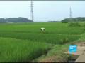 Le riz japonais ne connaît pas la crise