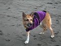 Tripod dog runs and catches frisbee