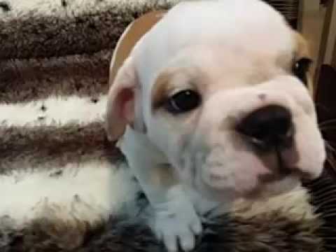 Chubby, red & white english bulldog puppy