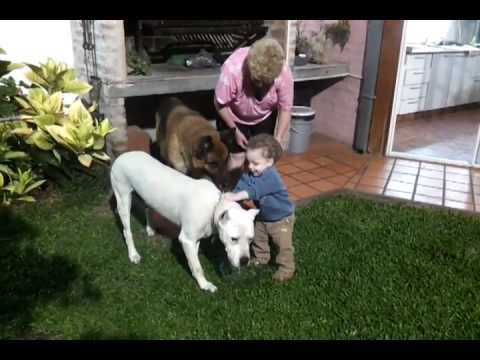 dogo argentino