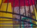 cuccioli di criceto dorato
