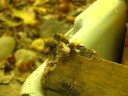 More Bee Licking