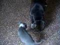 pit bull nara y dago