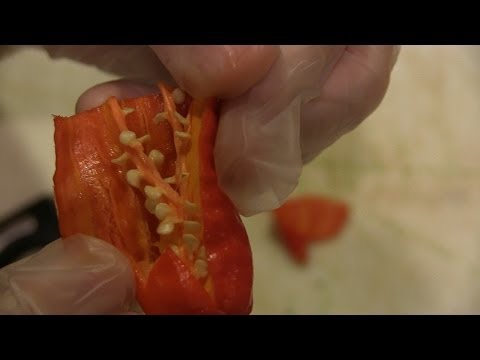 how to grow scorpion butch t peppers