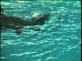 NEAR DEATH AT SEAWORLD