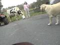 videos de Cowdogs can be Seadogs Too...