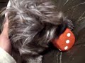 ケアンテリア　トトくんのお遊び。