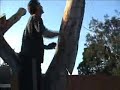 The Arborist