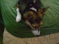 My dog likes Mega Man music