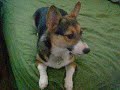 My dog likes Mega Man music