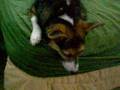 My dog likes Mega Man music