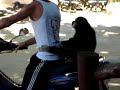 Monkey trying to ride on the back of a motorbike Monkey trying to ride on the back of a motorbike