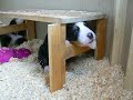 Brixie